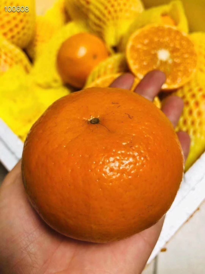 沃柑一件包邮代发