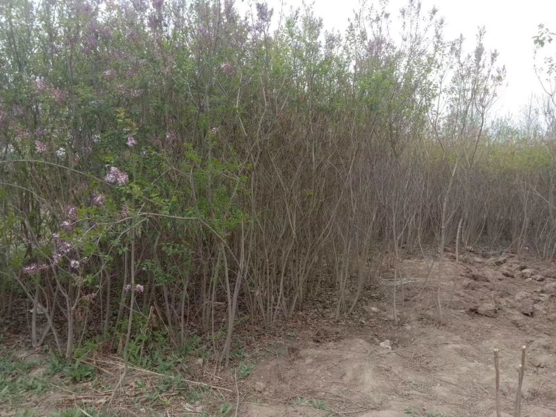 \各种绿花树，及各种果树梨树，核桃树