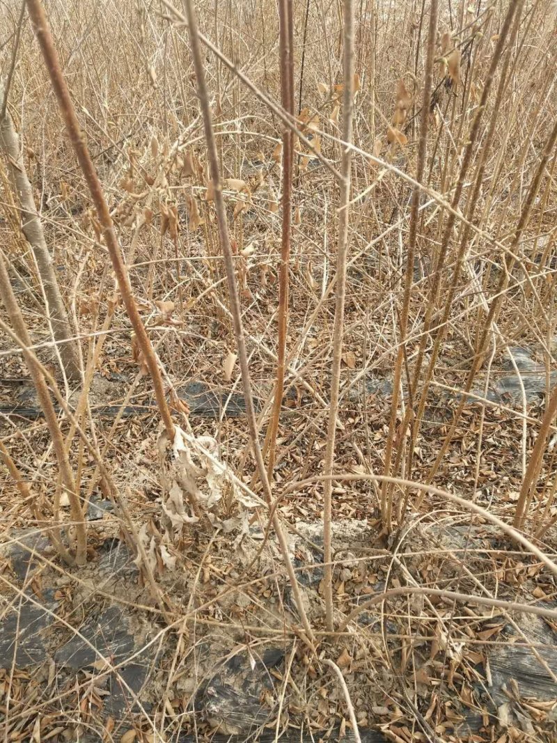 \各种绿花树，及各种果树梨树，核桃树