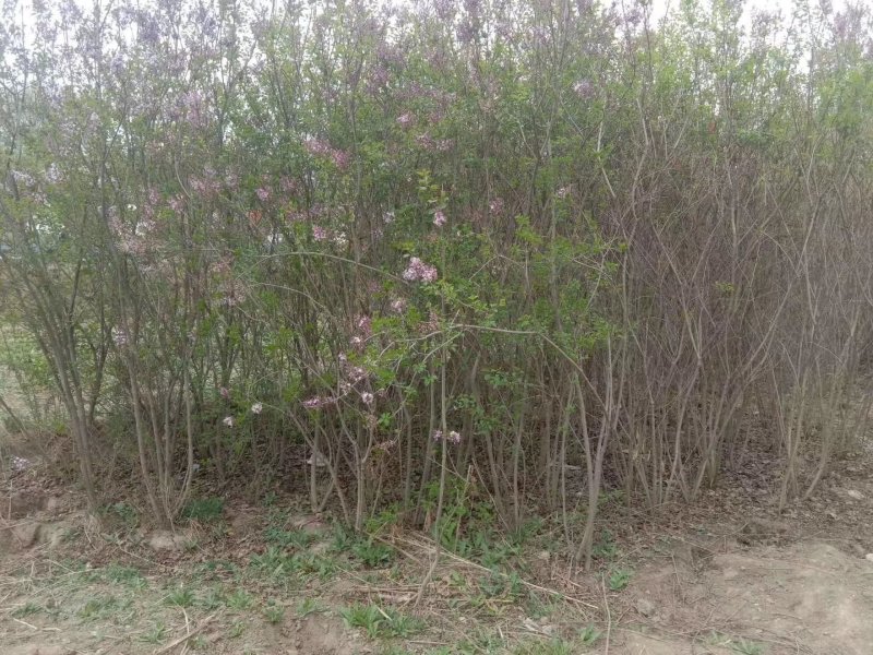 \各种绿花树，及各种果树梨树，核桃树