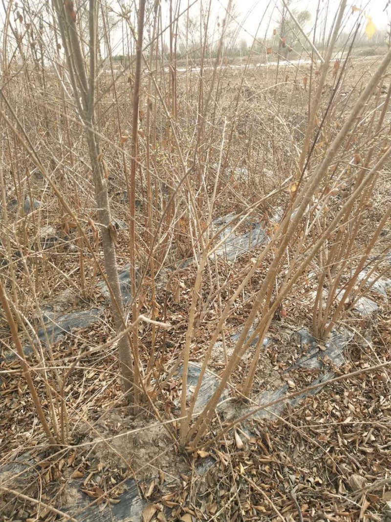 \各种绿花树，及各种果树梨树，核桃树