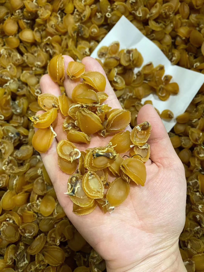 秒杀网红小鲍鱼大连