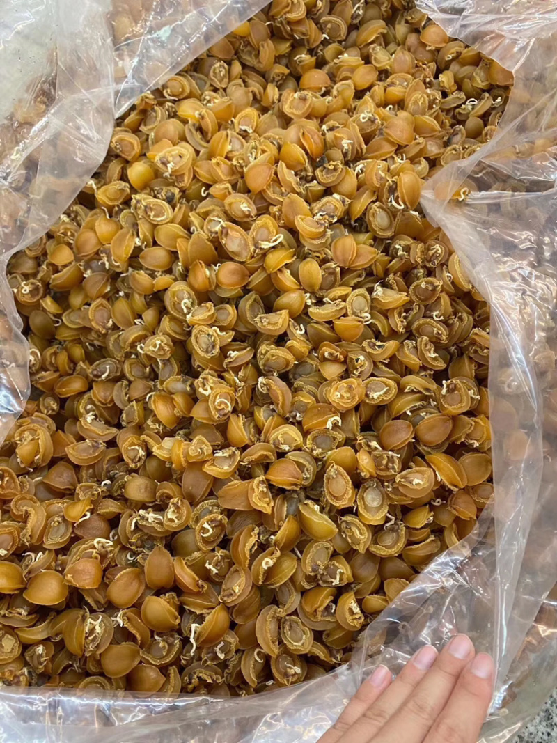 秒杀网红小鲍鱼大连