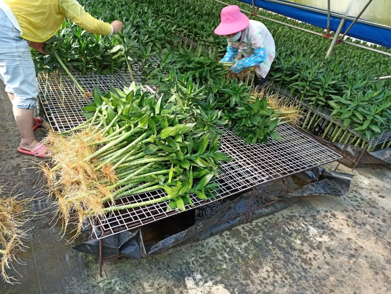 海南富贵竹长寿竹基地直发全国，新鲜发货，欢迎采购