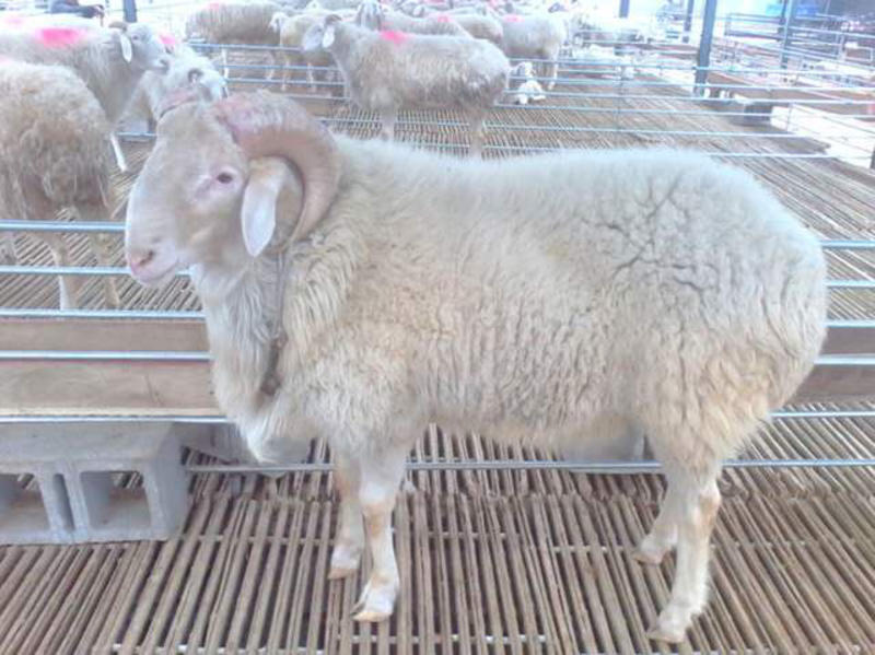 厂家直销小尾寒羊种羊羊苗自家放养常年供应量大从优