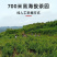 2020特级恩施玉露绿茶茶叶恩施特产高山云雾茶