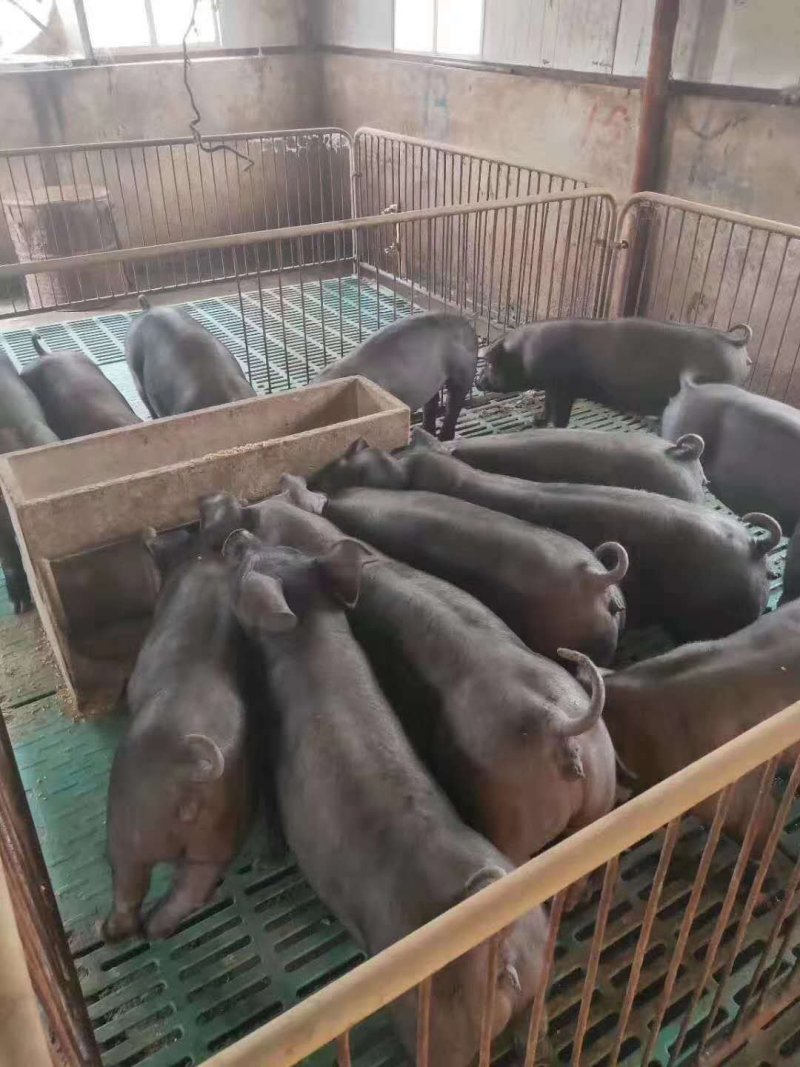 母猪母猪批发，出售母猪