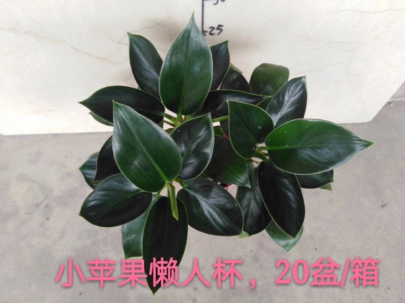 碧玉，，110#8元，懒人杯10元