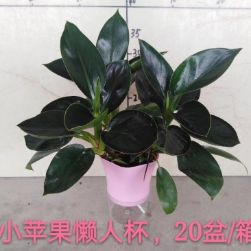 碧玉，，110#8元，懒人杯10元