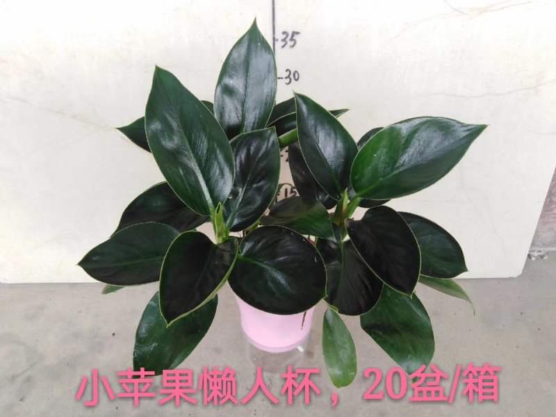 碧玉，，110#8元，懒人杯10元