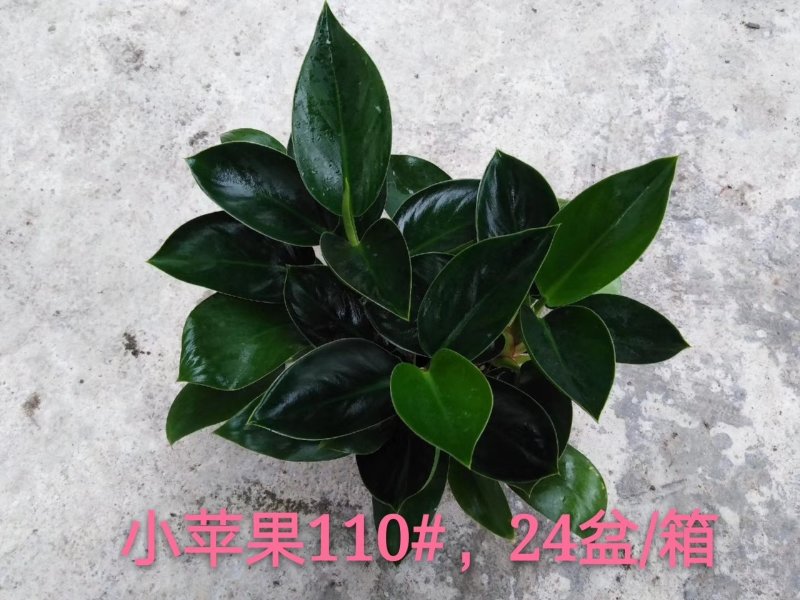 碧玉，，110#8元，懒人杯10元