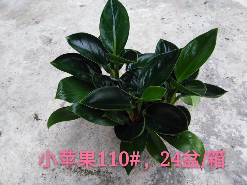 碧玉，，110#8元，懒人杯10元