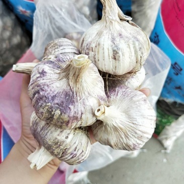 新品种无芯大蒜高产王，高产抗病抗重茬！基地培育招各乡镇代