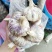 新品种无芯大蒜高产王，高产抗病抗重茬！基地培育招各乡镇代