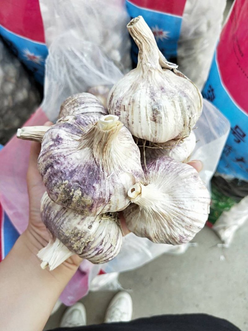 新品种无芯大蒜高产王，高产抗病抗重茬！基地培育招各乡镇代
