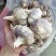 新品种无芯大蒜高产王，高产抗病抗重茬！基地培育招各乡镇代