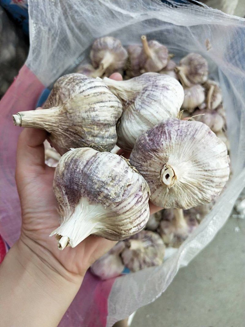 新品种无芯大蒜高产王，高产抗病抗重茬！基地培育招各乡镇代