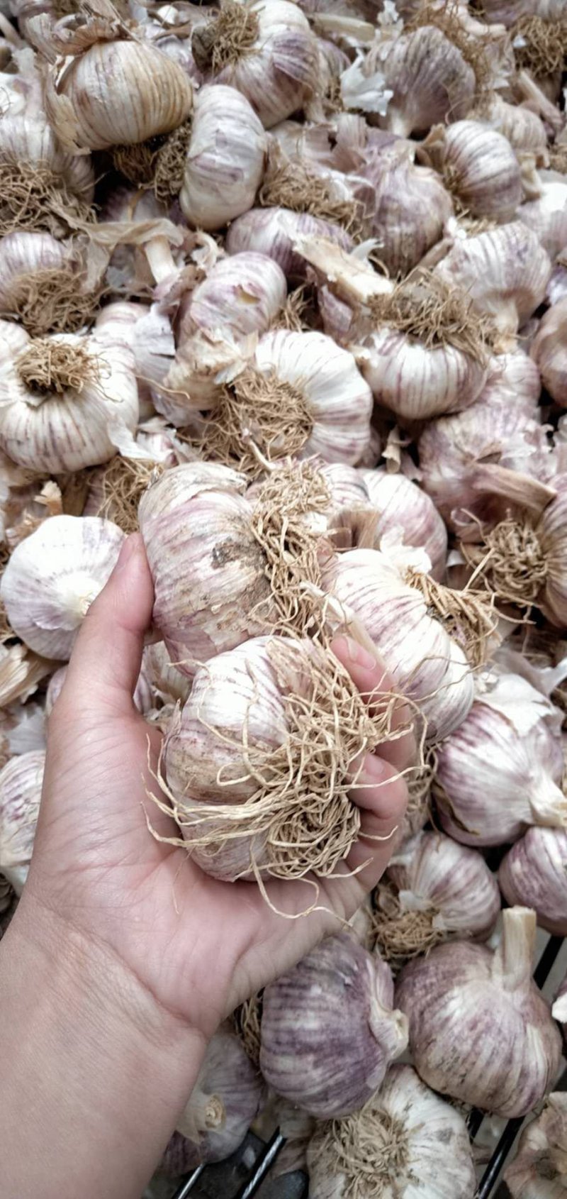 新品种无芯大蒜高产王，高产抗病抗重茬！基地培育招各乡镇代