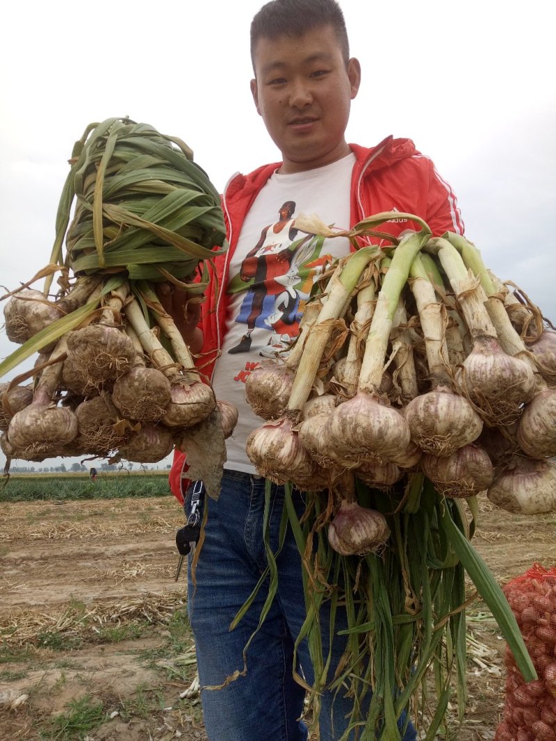 新品种无芯大蒜高产王，高产抗病抗重茬！基地培育招各乡镇代