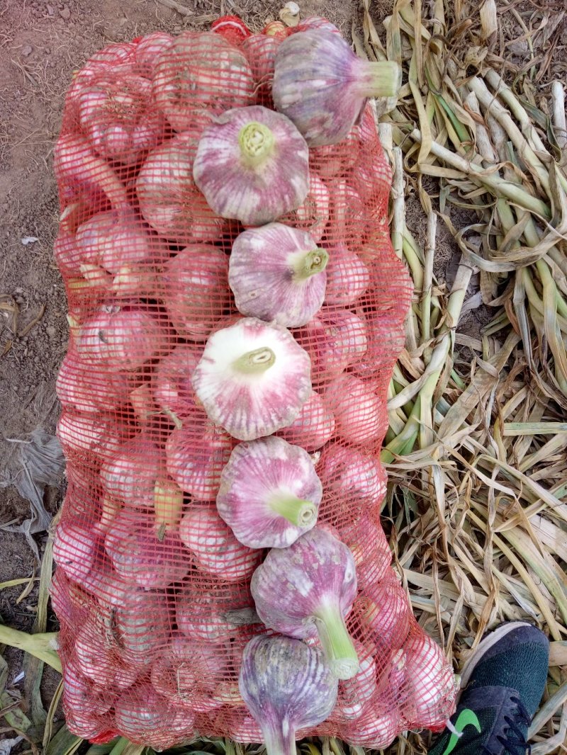 新品种无芯大蒜高产王，高产抗病抗重茬！基地培育招各乡镇代