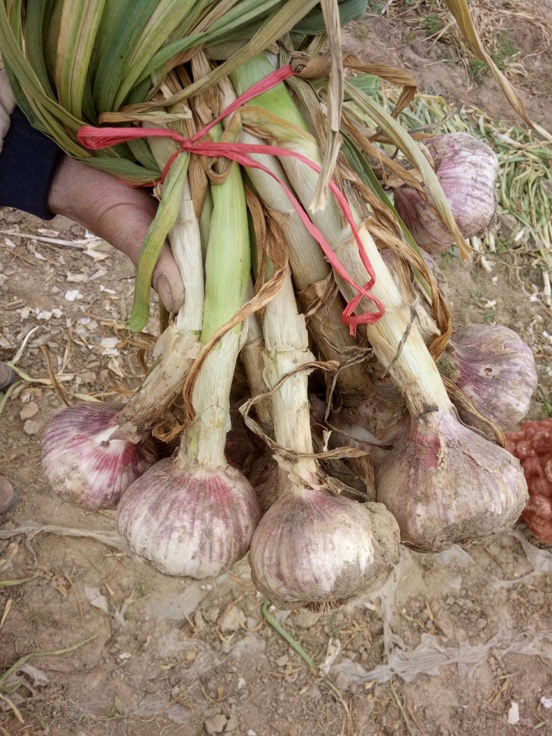 新品种无芯大蒜高产王，高产抗病抗重茬！基地培育招各乡镇代