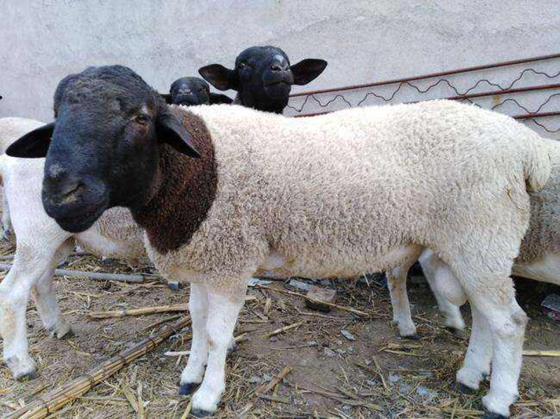 山东纯种杜泊绵羊，大型养殖基地种羊，生态散养