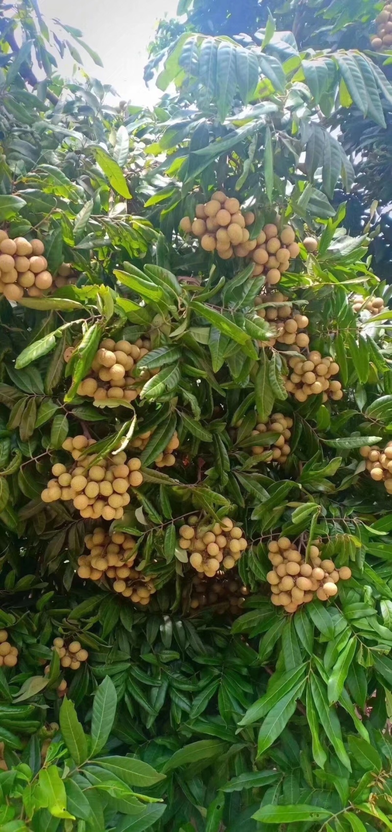 龙眼树苗石夹龙眼树苗正宗广西特产石夹龙眼树苗
