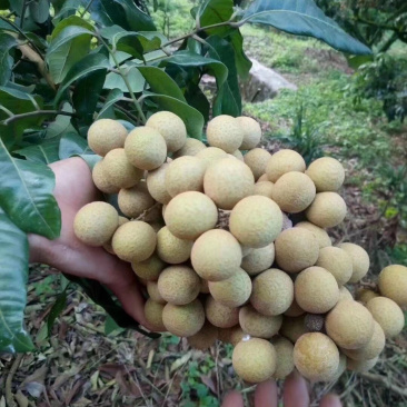 龙眼树苗石夹龙眼树苗正宗广西特产石夹龙眼树苗