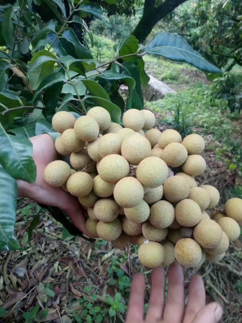 龙眼树苗石夹龙眼树苗正宗广西特产石夹龙眼树苗