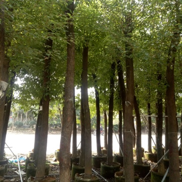 香樟