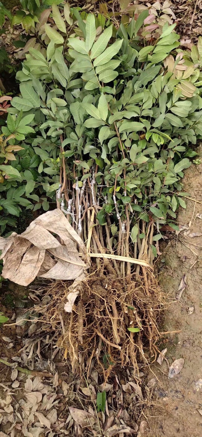 龙眼树苗石夹龙眼树苗正宗广西特产石夹龙眼树苗