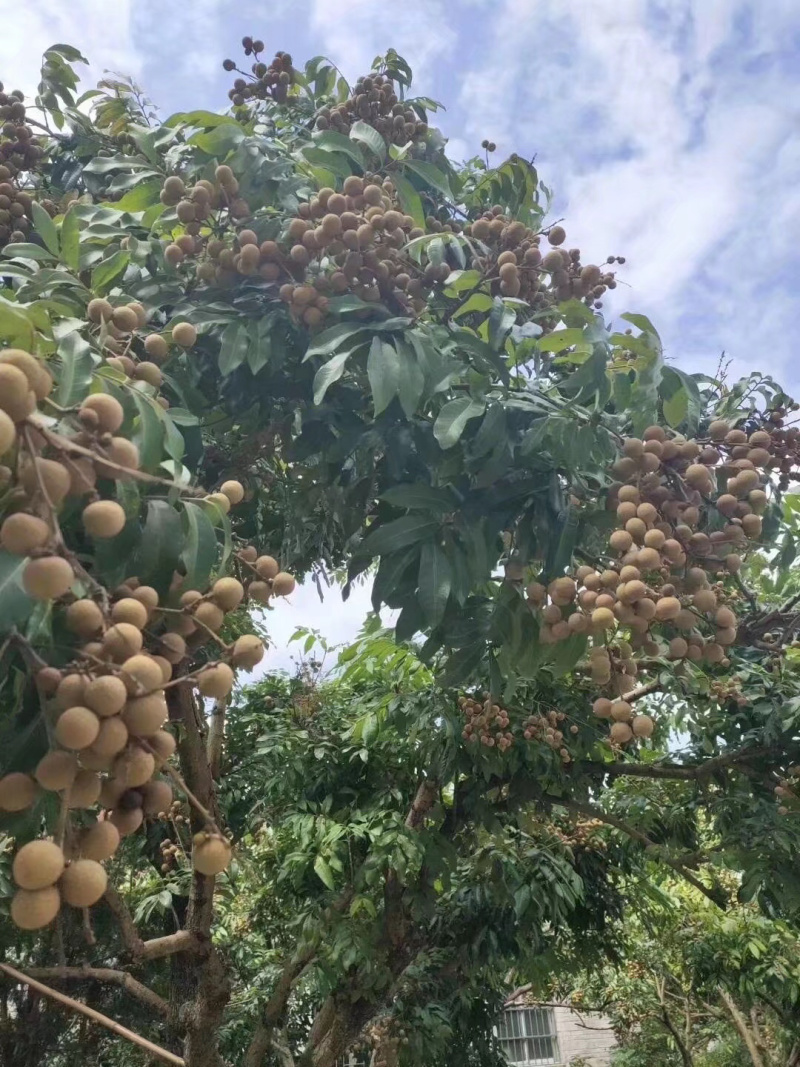 龙眼树苗石夹龙眼树苗正宗广西特产石夹龙眼树苗