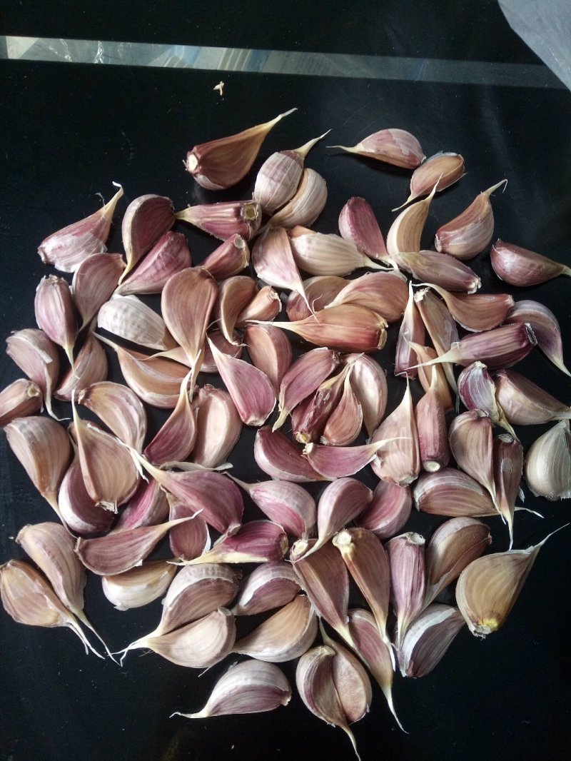 红根蒜苗种子，一年四季均可种植，投资小利润大，省事省工