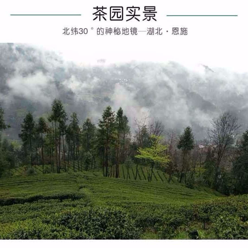 2020特级恩施玉露绿茶茶叶恩施特产高山云雾茶