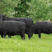 基地直销安格斯牛犊活体养殖技术活苗常年有货抵抗力强
