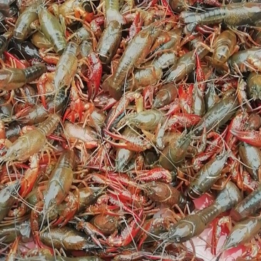 小龙虾干净饱满，规格硬，包邮，不包中转