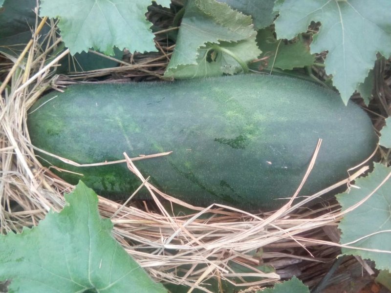 瓜果蔬菜，诚信代购代卖