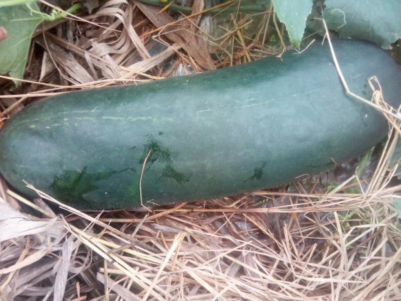 瓜果蔬菜，诚信代购代卖