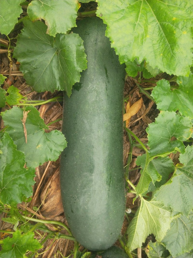 瓜果蔬菜，诚信代购代卖