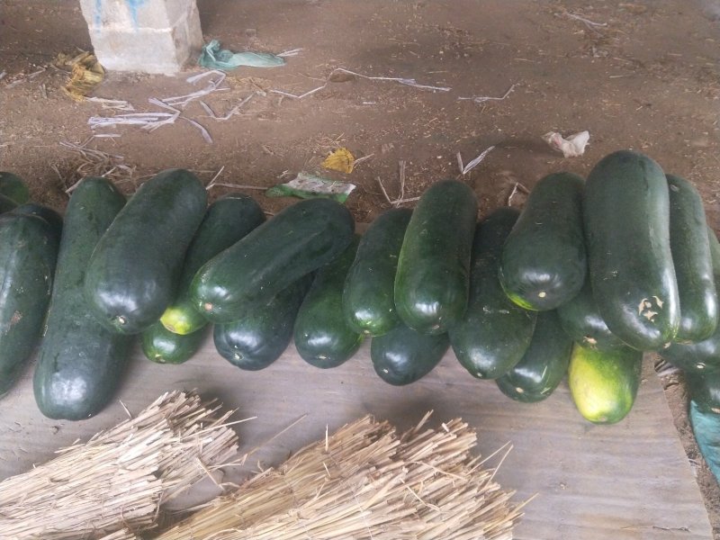瓜果蔬菜，诚信代购代卖