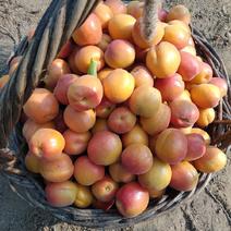 丰园红杏，产地直供，高山产地，更优品质，一手货源