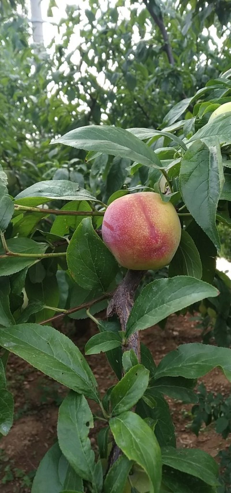 山东精品早生李子，纯甜无酸，软糯香甜，产地直供