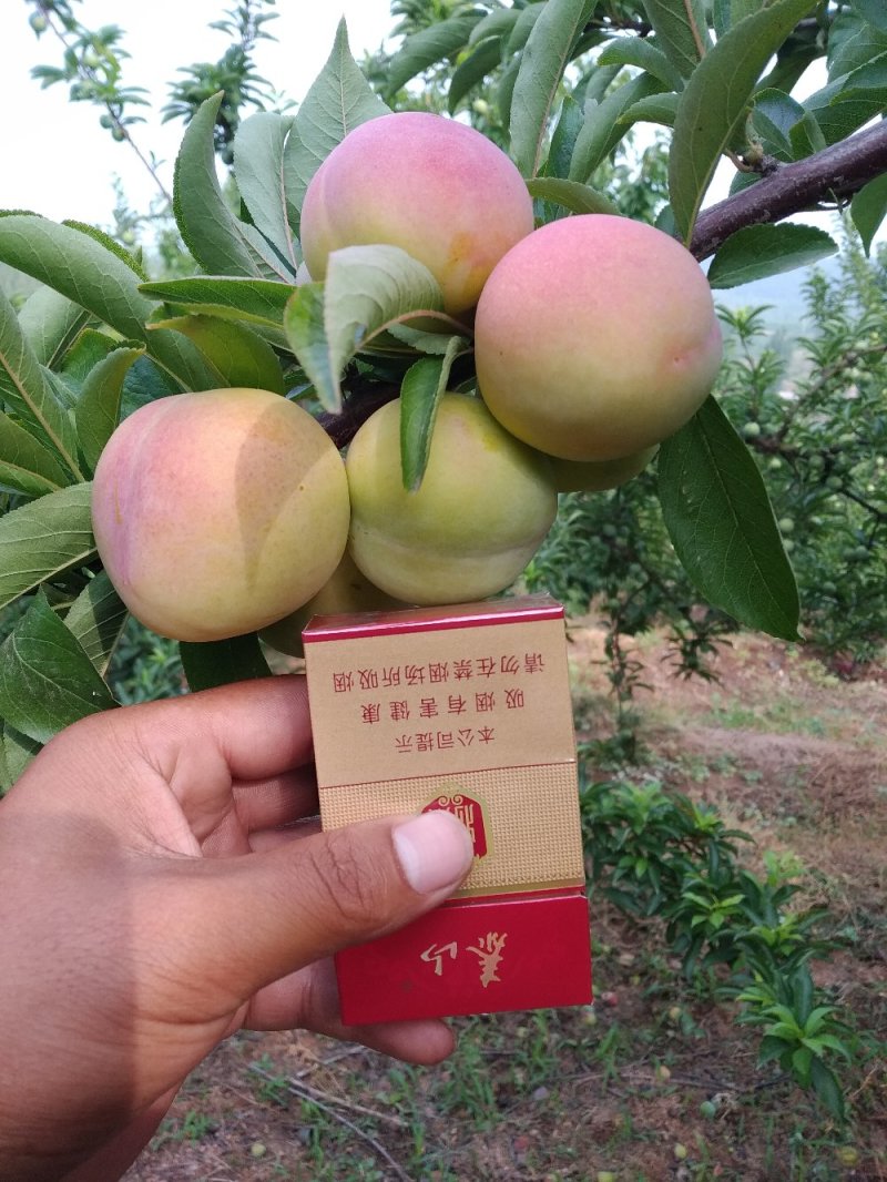 山东精品早生李子，纯甜无酸，软糯香甜，产地直供