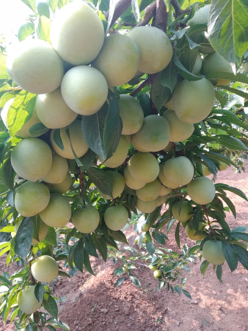 山东精品早生李子，纯甜无酸，软糯香甜，产地直供