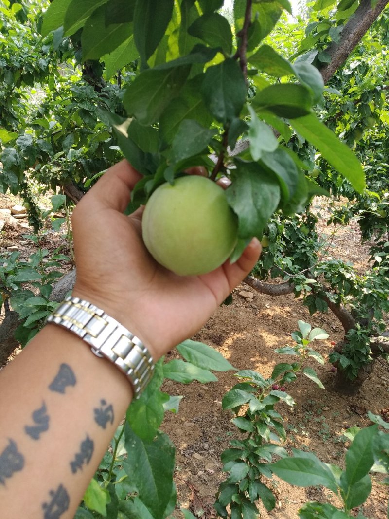 山东精品早生李子，纯甜无酸，软糯香甜，产地直供