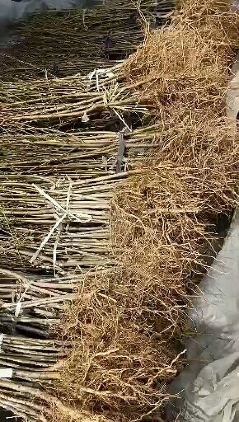1公分嫁接桃树苗