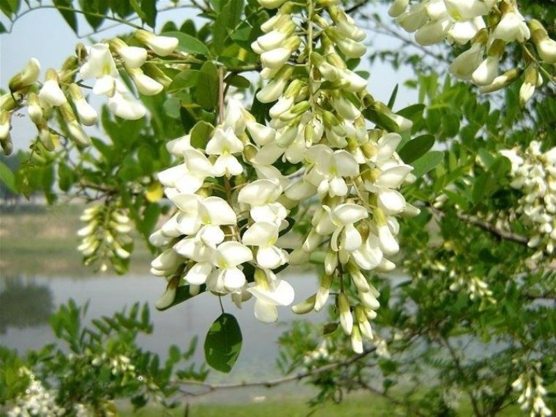槐花2020