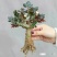 15元6棵十年多色玫瑰花苗盆栽花卉观花植物室内四季开花