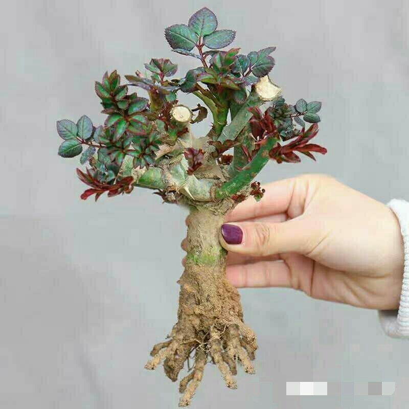 15元6棵十年多色玫瑰花苗盆栽花卉观花植物室内四季开花