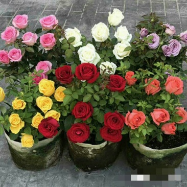 15元6棵十年多色玫瑰花苗盆栽花卉观花植物室内四季开花